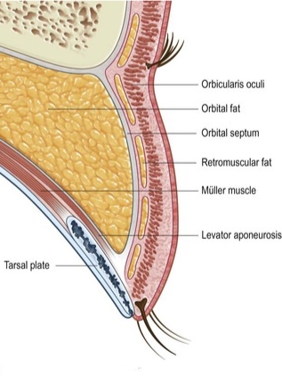 Oriental eyelid anatomy